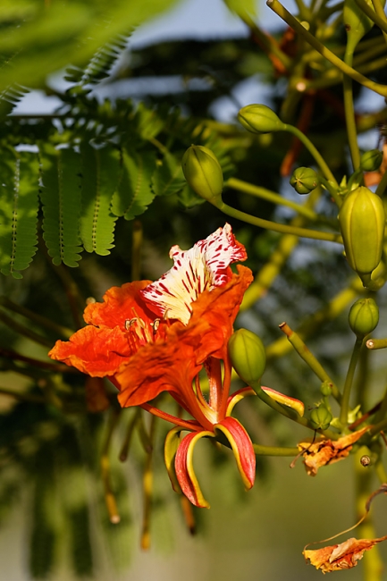 Suan Luang-JUN14-109